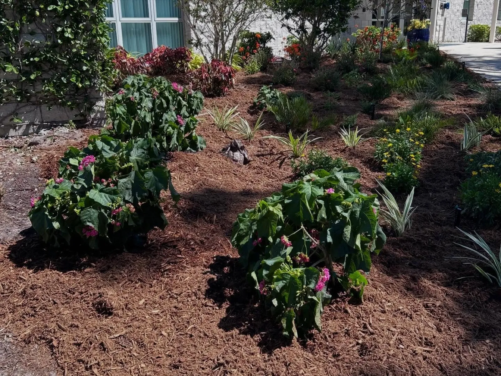 Students gardening, harvest day, planting, garden beds